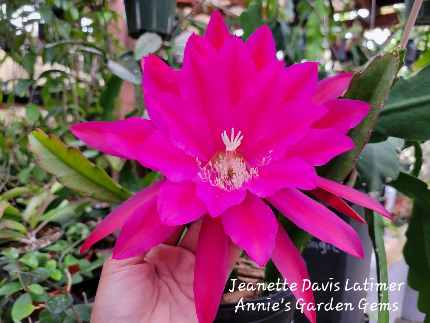Epiphyllum Cuttings - 8-10 Inches - Jeanette Davis Latimer Tropical Cactus Plant - Epiphyllum hybrid