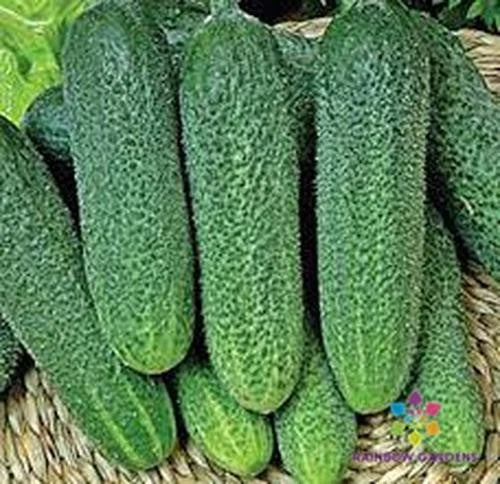 Harmonie Cucumber Seeds – Garden Variety, Cucumis sativus, 25+ Non-GMO Seeds for Fresh Eating & Pickling