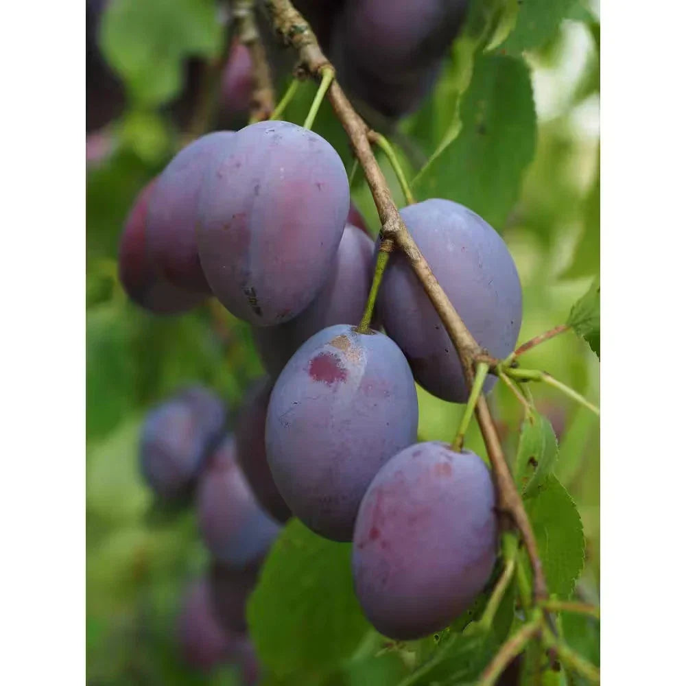 Dwarf Italian Plum Tree Bare Root - Sweet Purple Fruit for Small Spaces, Free Shipping