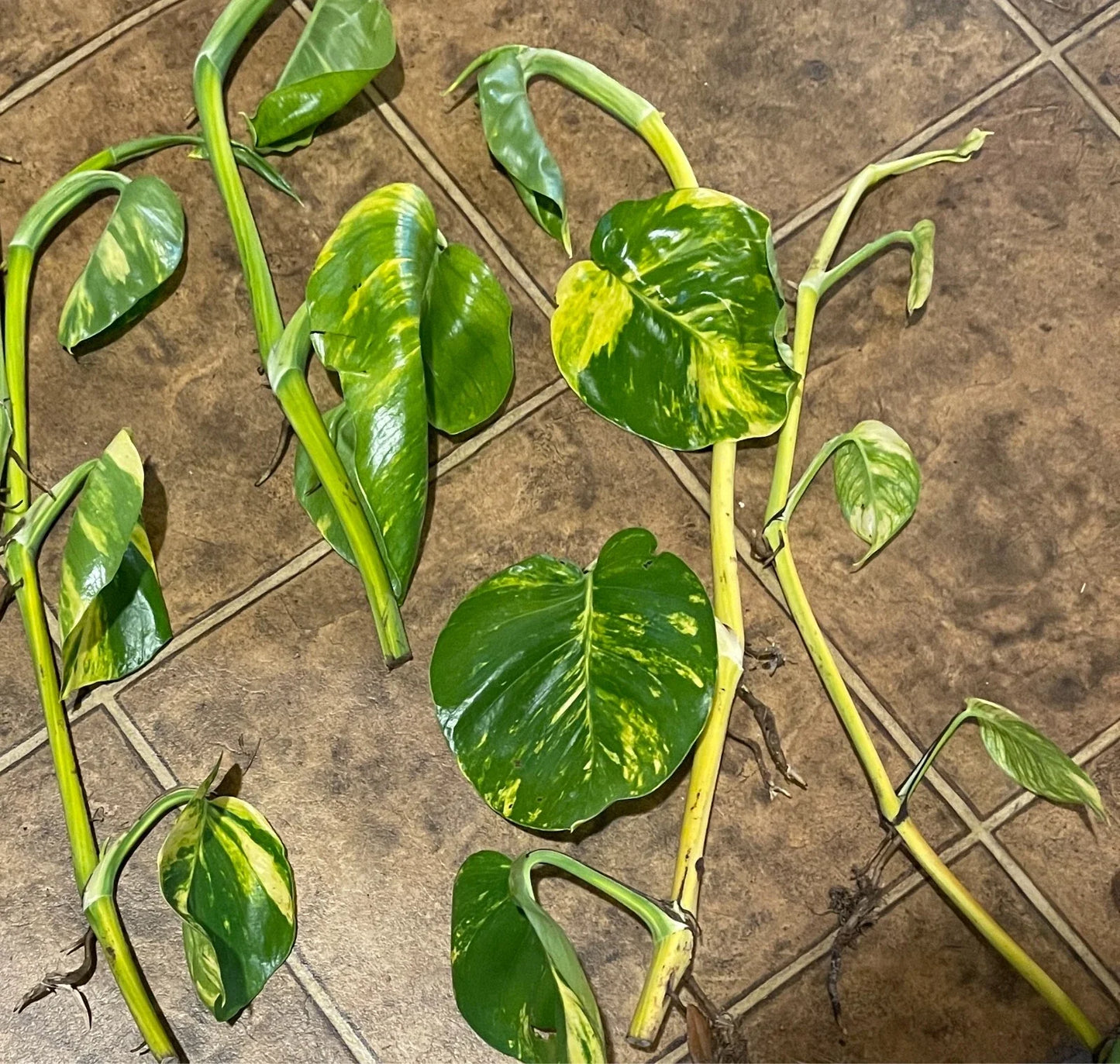 Giant Golden Pothos Cuttings - 5 Epipremnum aureum 20-Inch Trailing Plant Clippings with Nodes