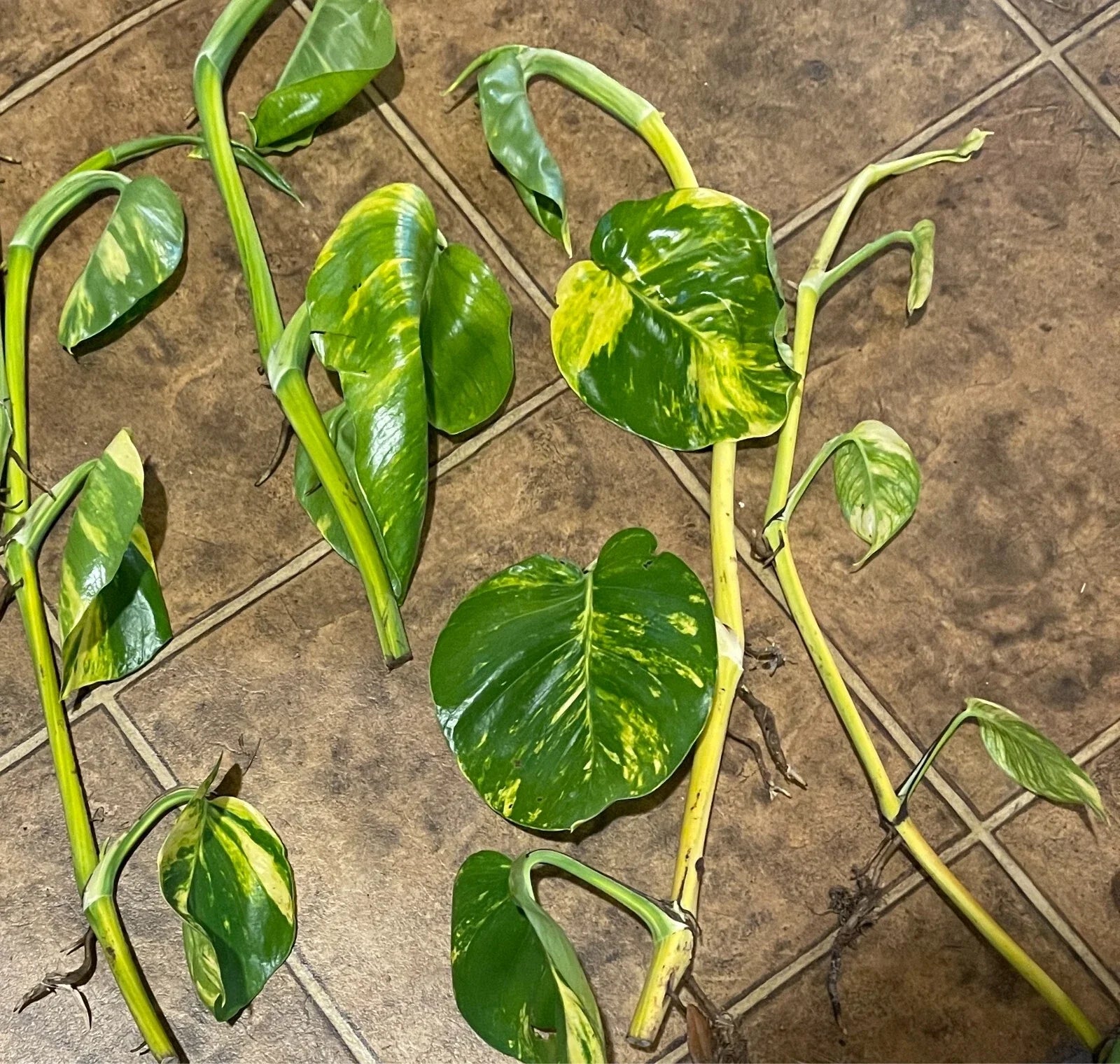 Giant Golden Pothos Cuttings - 5 Epipremnum aureum 20-Inch Trailing Plant Clippings with Nodes