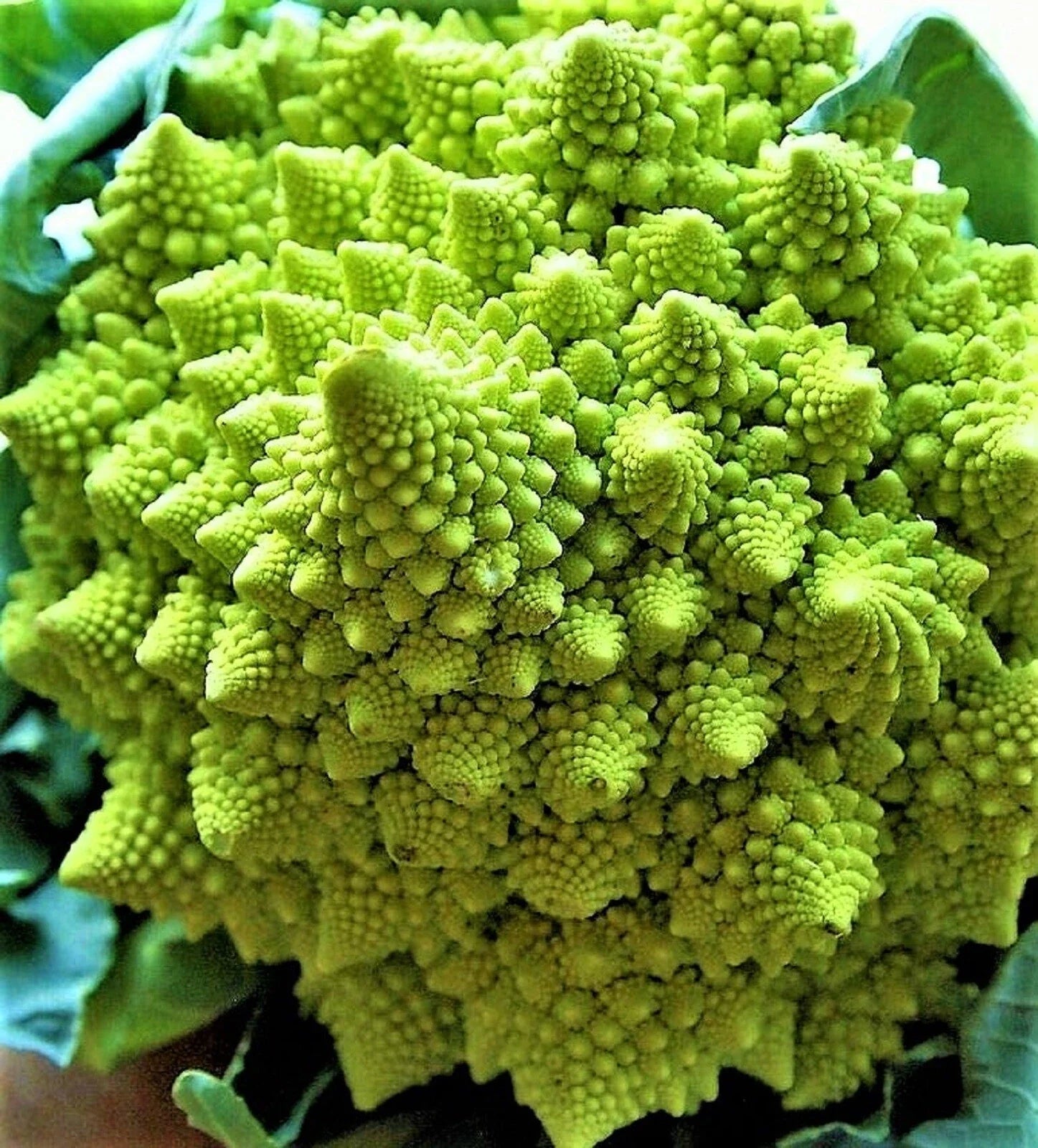 Romanesco Broccoli Seeds – Non-GMO Heirloom Seeds for Planting, Brassica oleracea var. botrytis, Fractal Vegetable Seeds