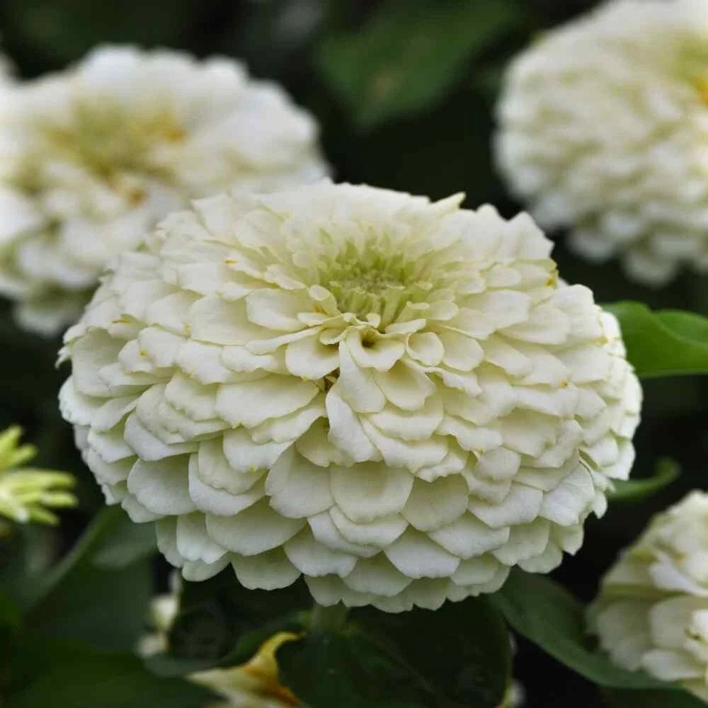 Benary Giant White Zinnia Seeds - 100+ Pack, Zinnia elegans, White Flowers, Garden Planting, Full Sun, USA