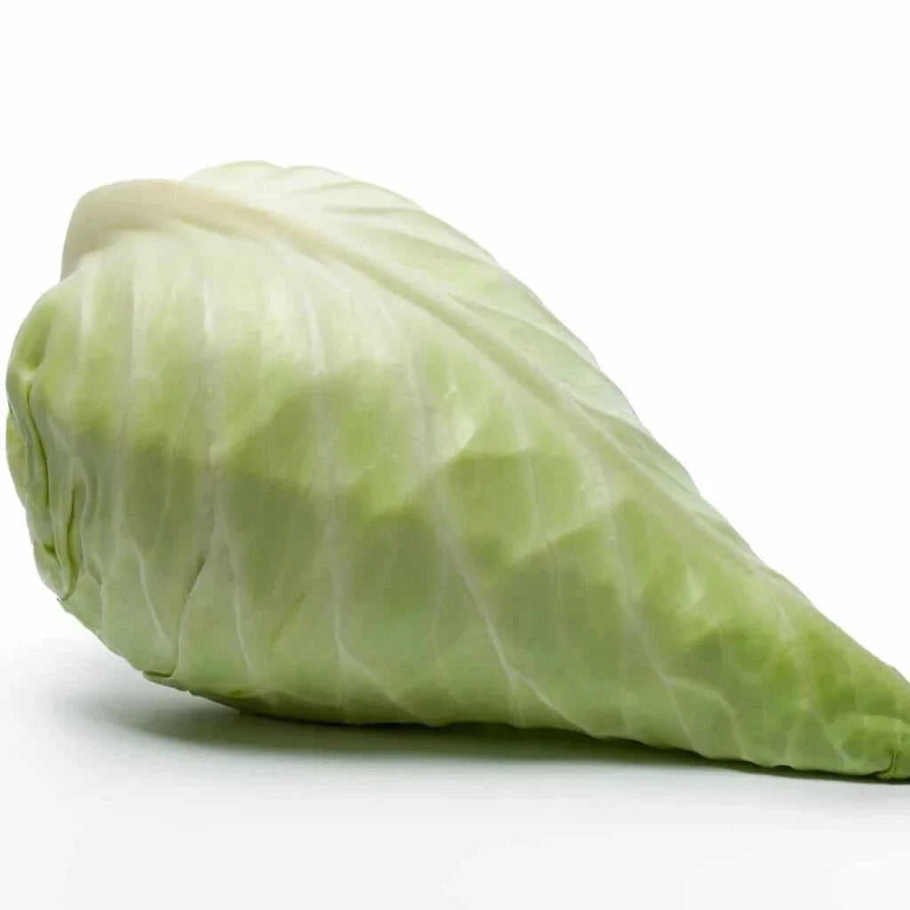 Hispi Cabbage Seeds 500 Count Sweetheart Brassica oleracea for Garden Planting