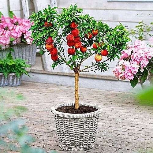 Peach Bonsai Tree Seeds - Large Fruit-Bearing Prunus persica Seeds for Indoor & Outdoor Cultivation
