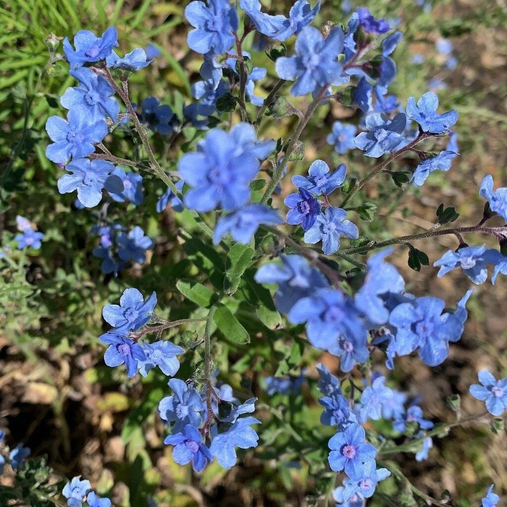 Chinese Forget-Me-Not Seeds - 2000+ Blue Flowers - Cynoglossum Amabile - Annual Garden Wildflower for Borders & Containers