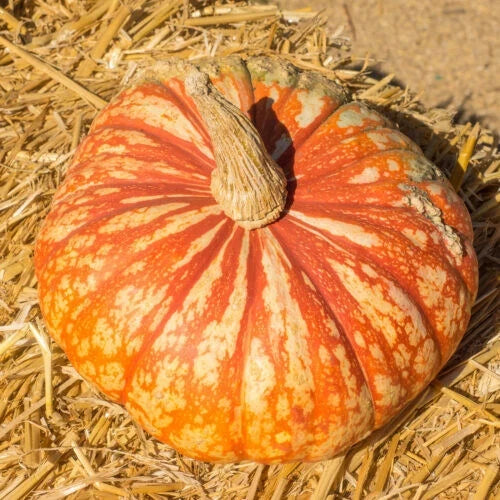 One Too Many Pumpkin Seeds Pack – Cucurbita pepo, Large Vibrant Pumpkins for Garden & Fall Decorations, USA Grown