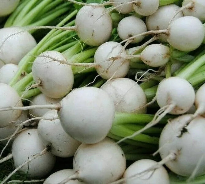White Egg Turnip Seeds - 1000+ Brassica rapa Vegetable Seeds for Soup & Stews