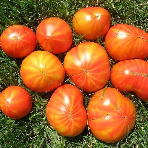 Mr. Stripey Tomato Seeds 25 Ct Heirloom Non-GMO Indeterminate Vegetable