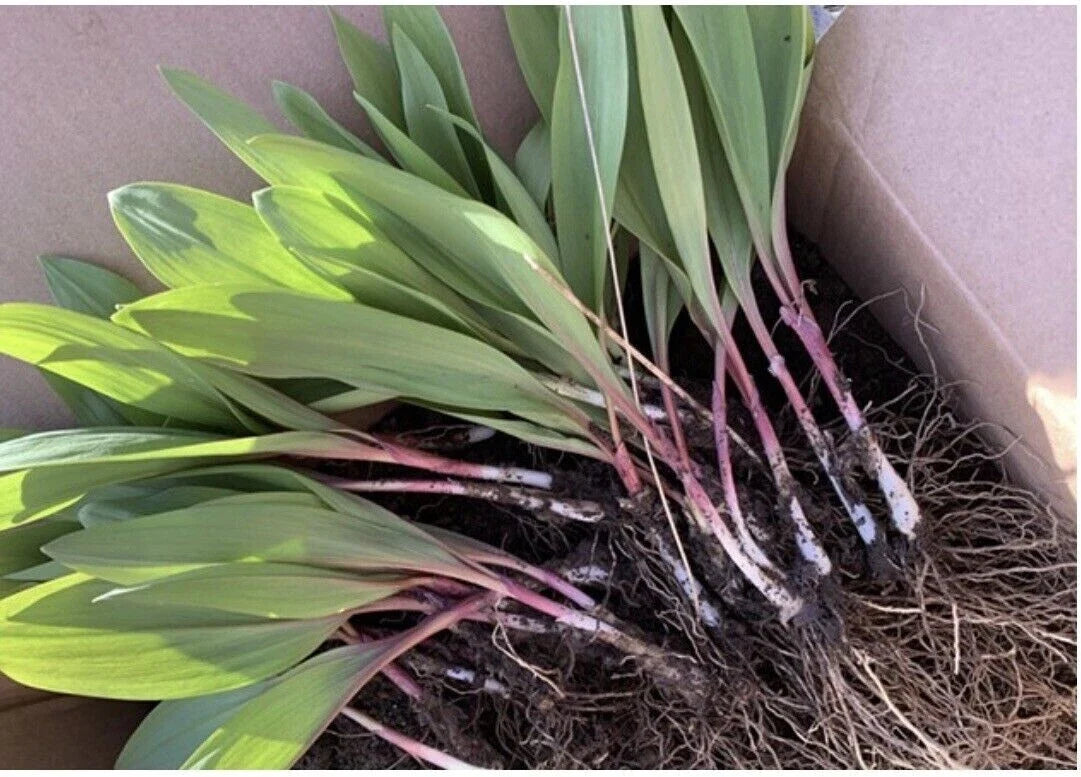 Wild Leeks Bulbs - Organic Bare Roots for Planting - Allium tricoccum - Low Light Tolerance, Easy Garden Addition
