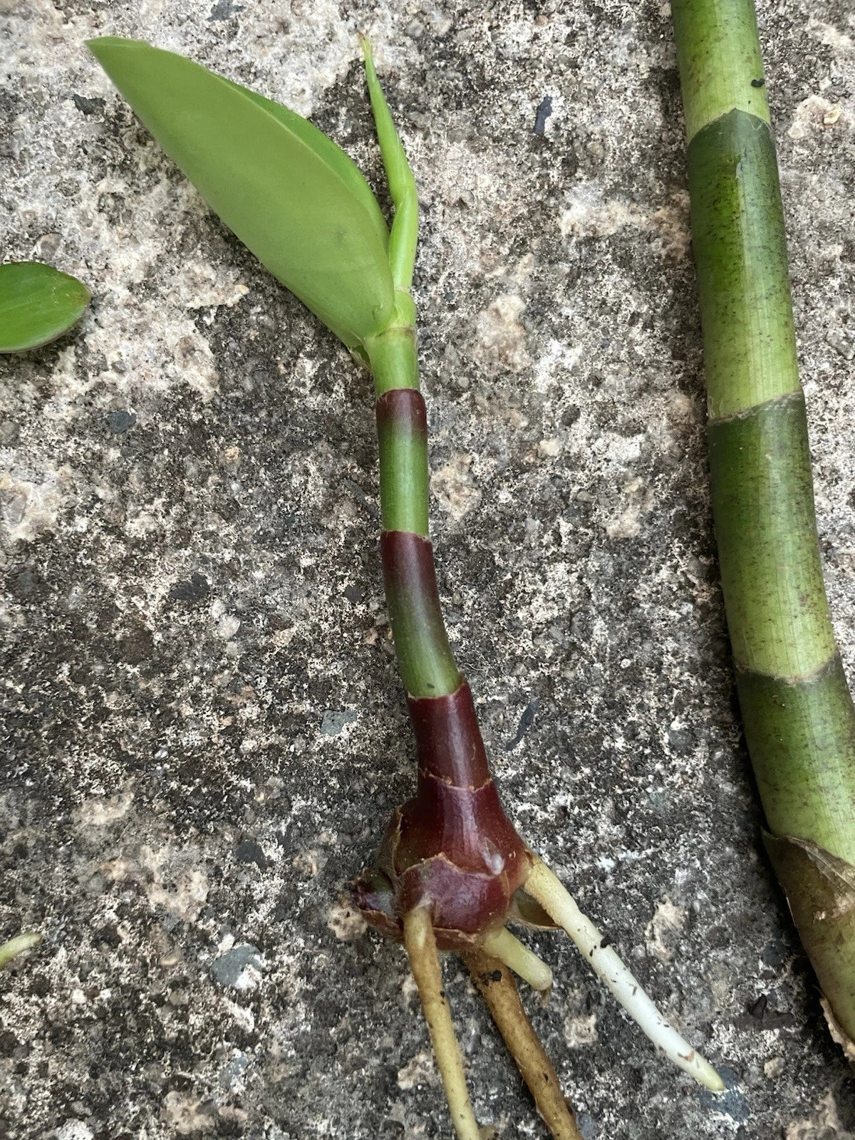 Yellow Spiral Ginger Rooted Cutting - Dimerocostus strobilaceous Tropical Plant for Garden or Indoor Use