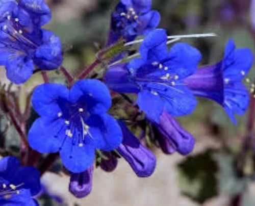 California Bluebell Seeds - 100 Seeds, Phacelia Campanularia, Desert Bluebells, Drought-Resistant Flower Garden Seeds