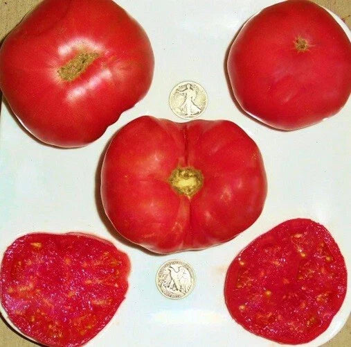 Dester Tomato Seeds - Award-Winning Variety - 25 Seeds - Solanum lycopersicum