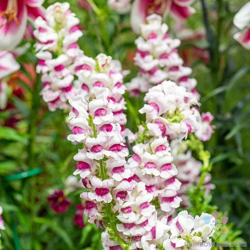 Maryland Plumblossom Snapdragon Seeds - 1000+ Antirrhinum majus Garden Seeds for Borders & Containers
