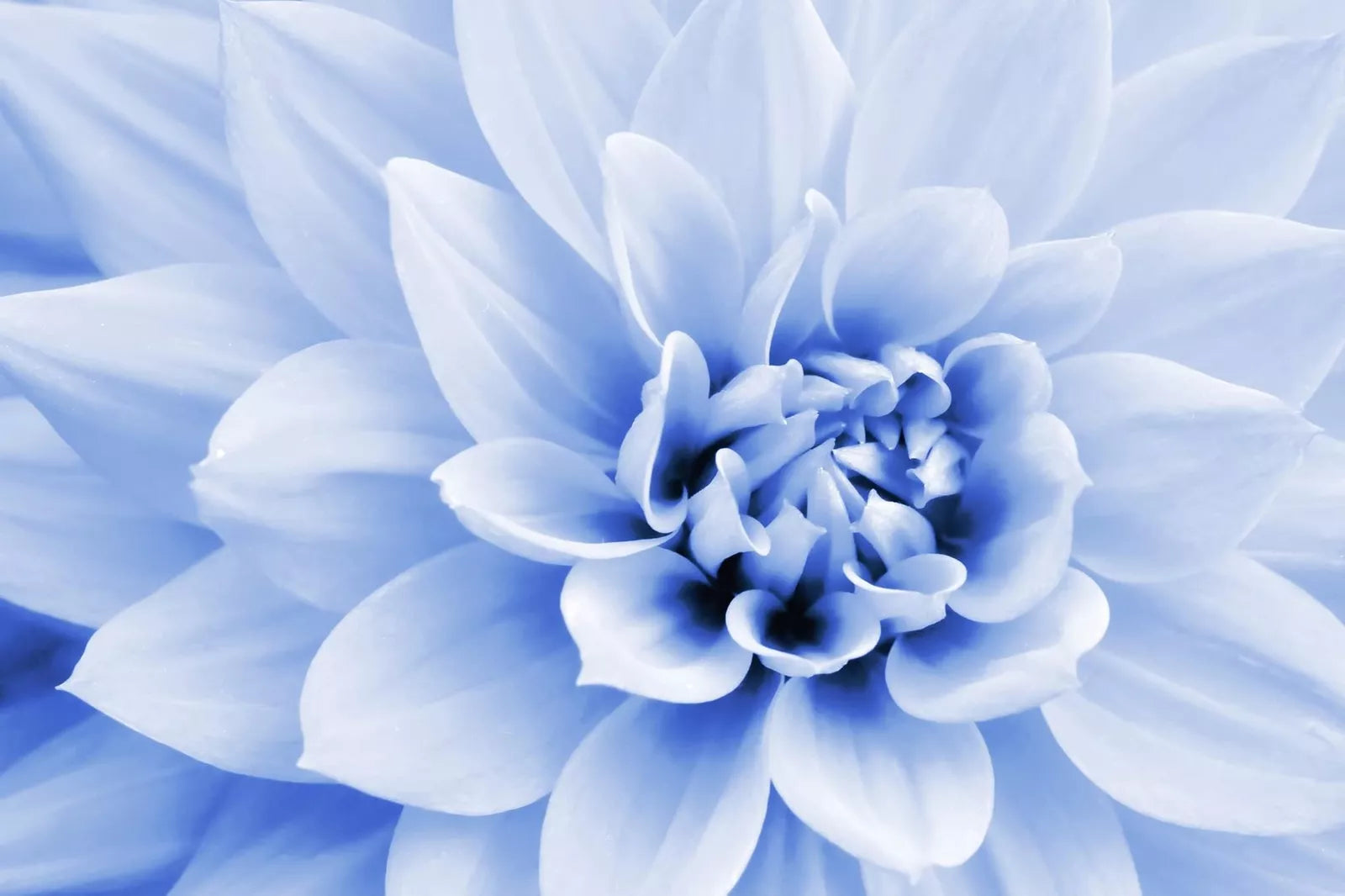 Polar Bear Dahlia Seeds - White Blooms, 50 Seeds, Dahlia pinnata, Full Sun, Garden Flower, Made in USA