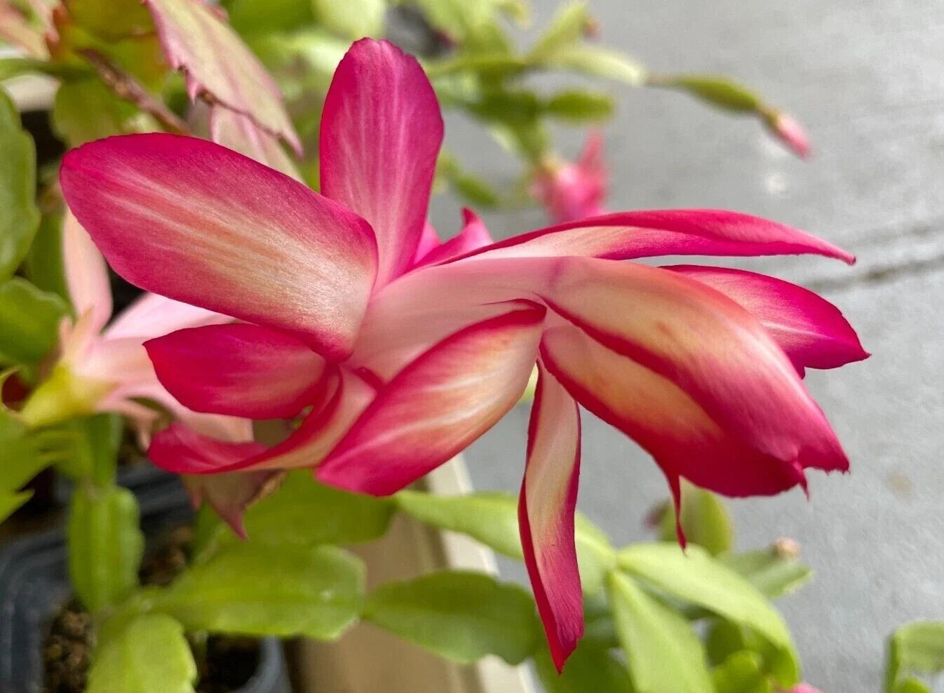 Christmas Cactus Cuttings - Schlumbergera RED FLAME - 2 Unrooted Segments for Propagation and Indoor Gardening
