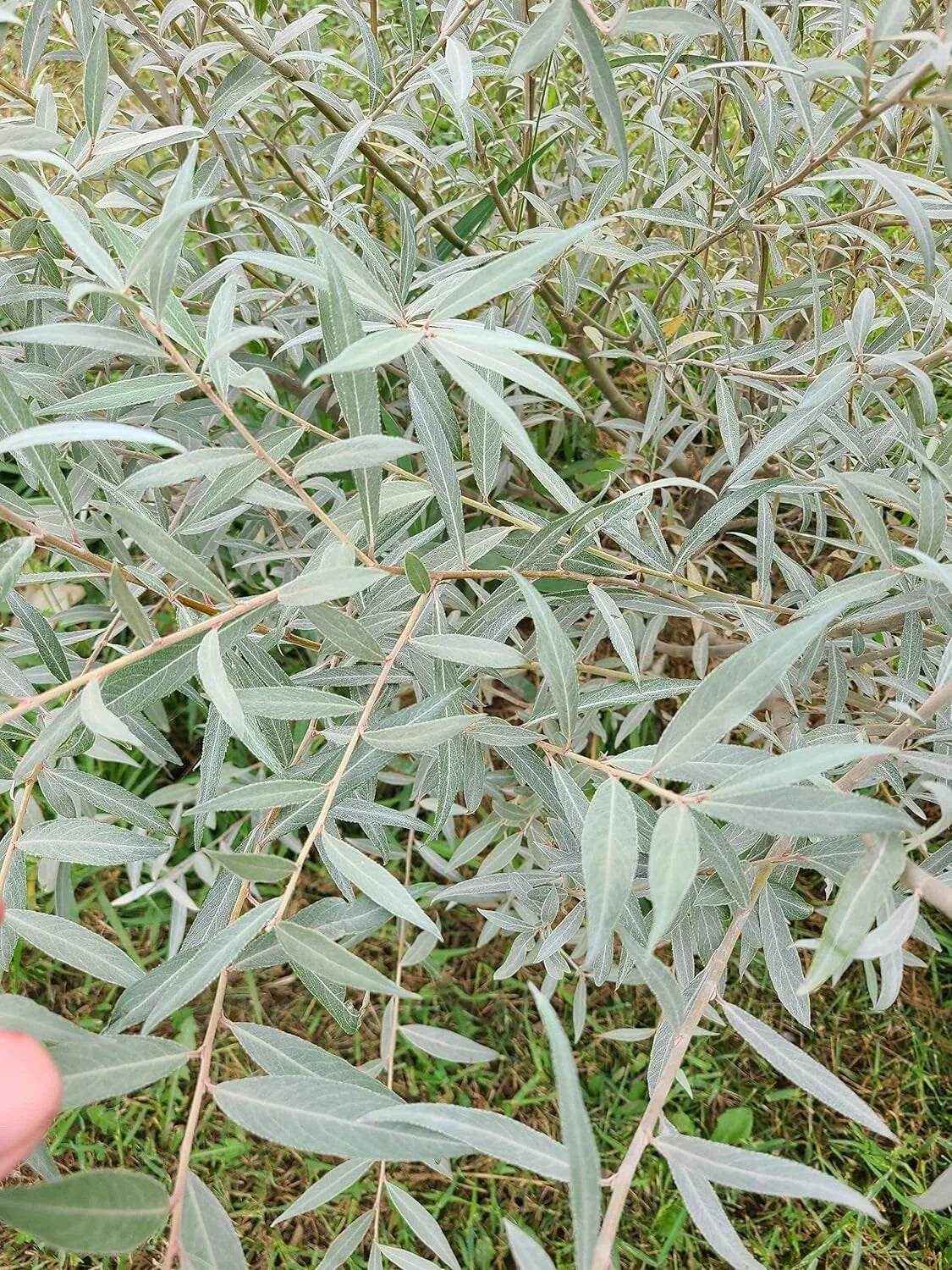 Edelweiss Willow Tree Cutting Salix helvetica for Hedge or Shade, Fast Growing Shrub, Privacy Screen, Garden Plant