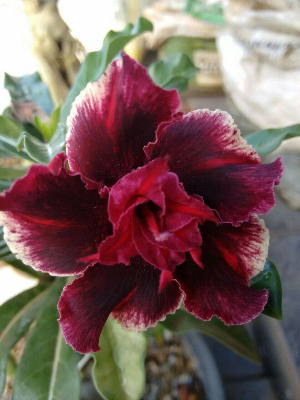 Double Red Magenta Desert Rose Seeds - Adenium Obesum - Exotic Flower Seeds for Gardening, Indoor & Outdoor Planting, 4 Pack