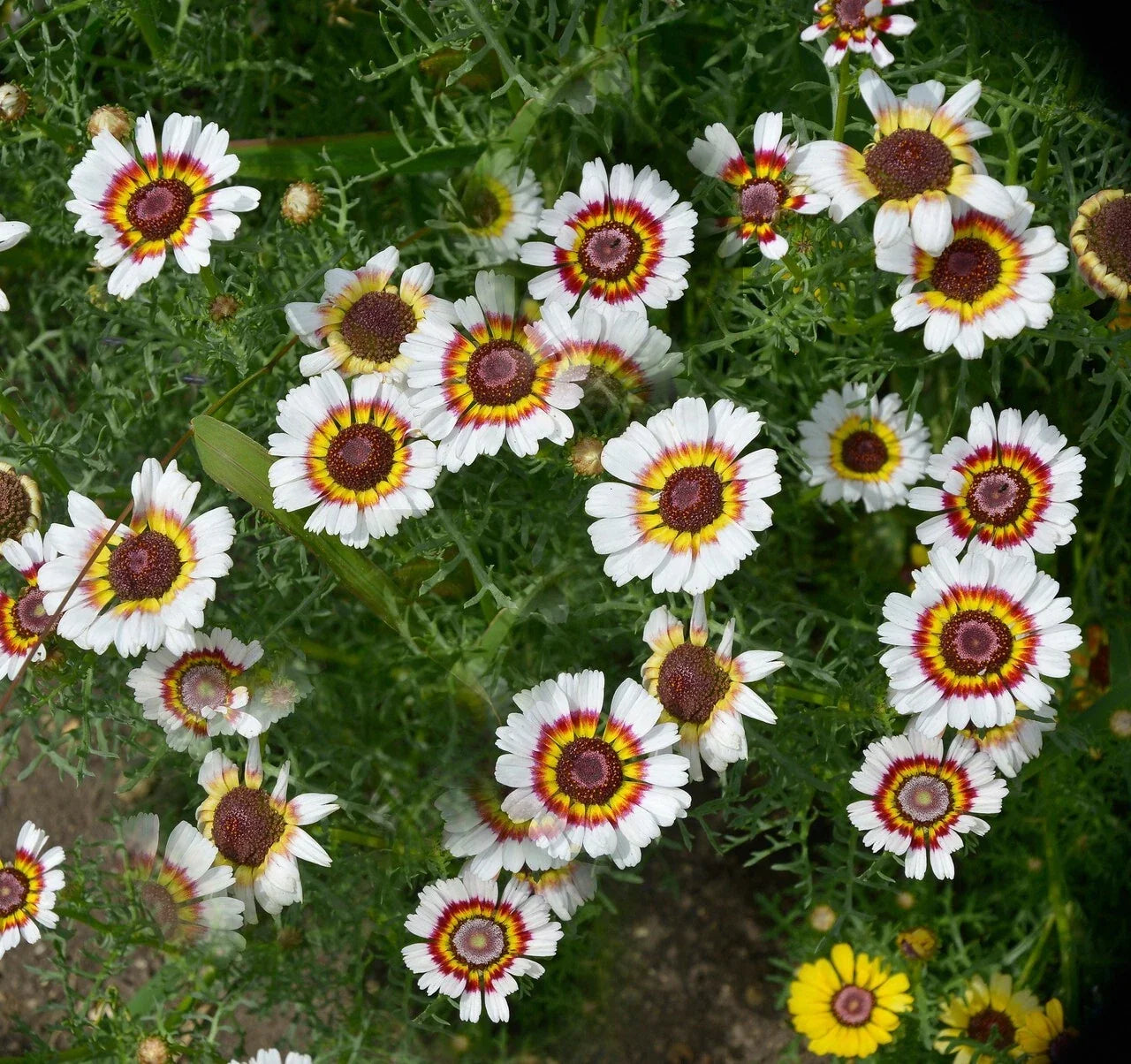 Painted Daisy Seeds - 200+ Chrysanthemum carinatum Garden Flowers in Yellow, Red, White Seed Packet