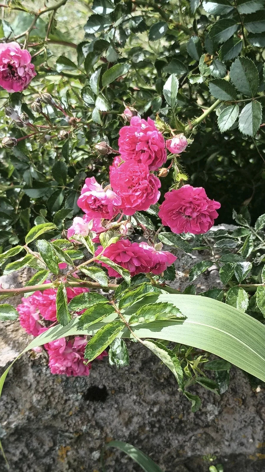 Pink Seven Sisters Roses Cuttings - 8 Climbing Rose Propagation, Pink Flowers, Rosa multiflora, Garden & Landscaping