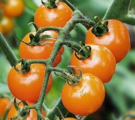 Orange Cherry Tomato Seeds - 50+ Non-GMO Sweet Garden Vegetables