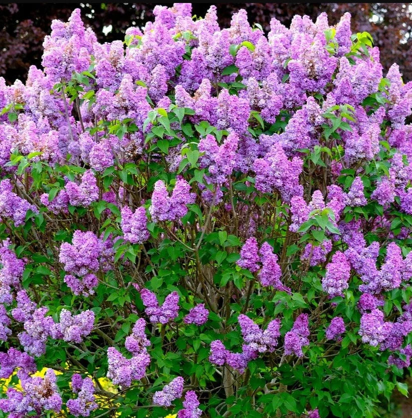 Common Lilac Live Plants 4" Pot Syringa vulgaris Double Blue Heirloom Cold Hardy Outdoor Indoor Zones 3-7