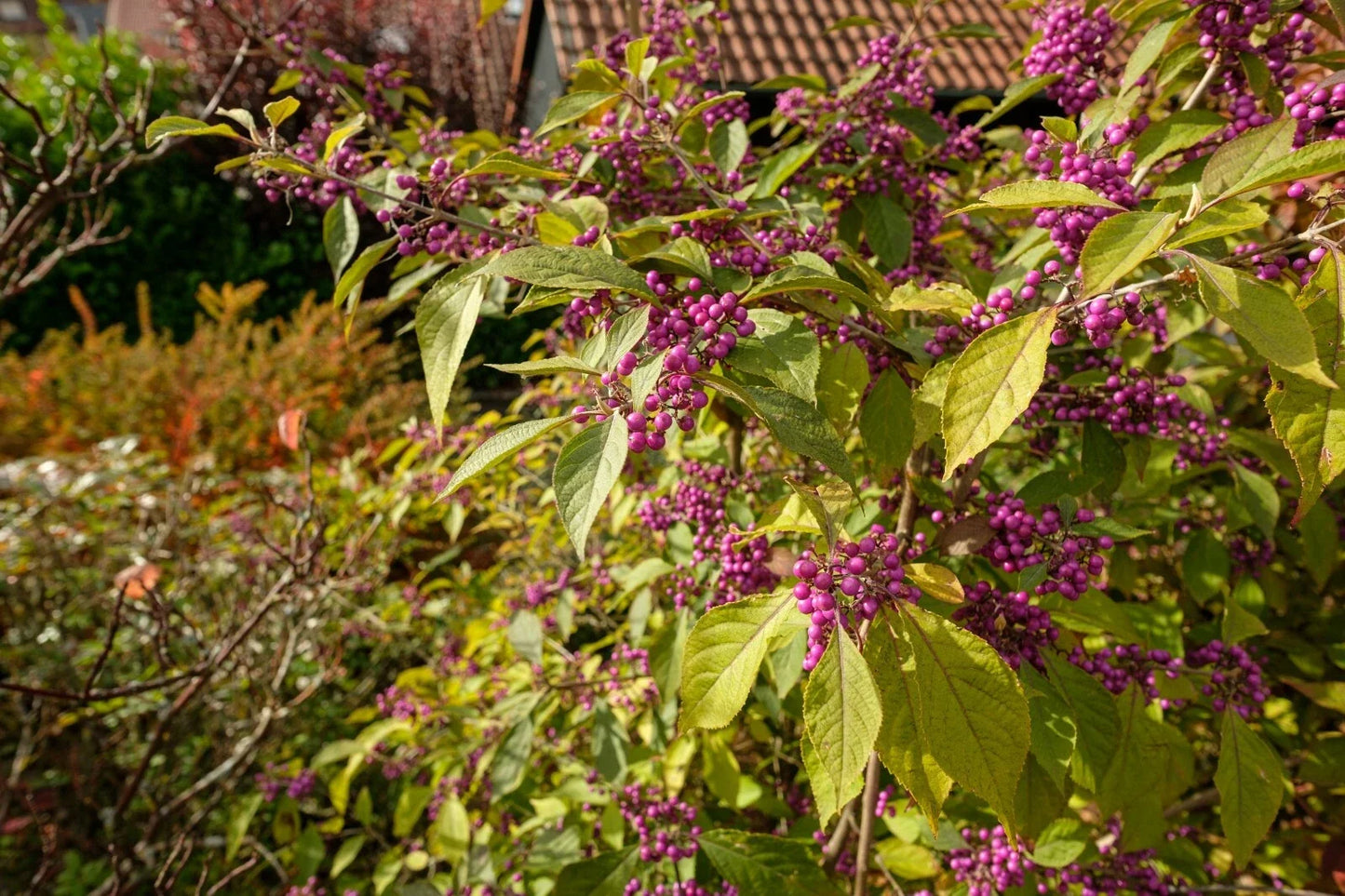 American Beautyberry Seeds - Callicarpa americana, Native Shrub, Purple Berries, 30+ Seeds, Wildlife Attractant, Free Shipping