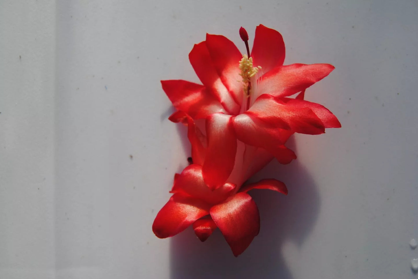 Christmas Cactus Starter Plant - Le'ahi Volcano Schlumbergera Truncata - Well-Rooted Small Indoor Plant for Holiday Blooms