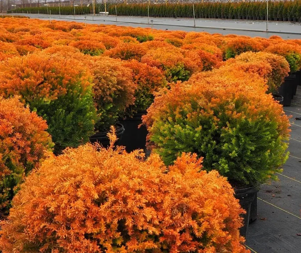 5 Gallon Fire Chief Arborvitae Live Evergreen Tree with Fall Foliage Color Thuja occidentalis