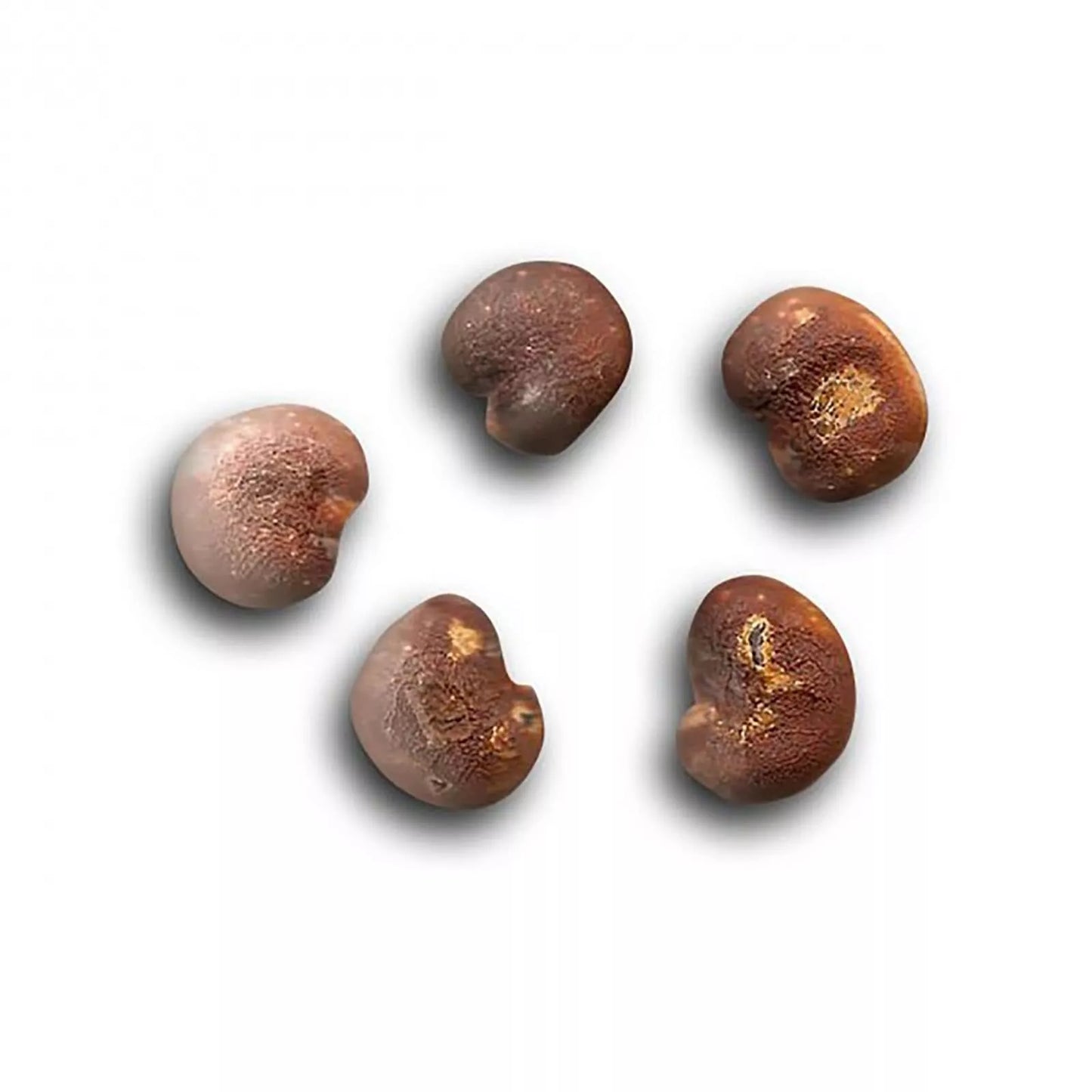 African Baobab Seeds Pack of 10 - Rare Adansonia digitata Tree for Gardening and Planting
