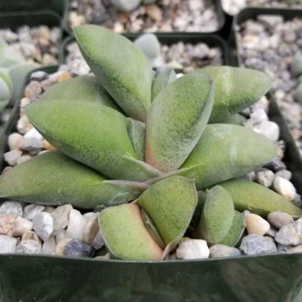 Gasteria Glomerata Succulent Plant – Live Indoor Houseplant, Low Maintenance, Drought Tolerant, South African Cactus