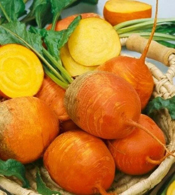 Golden Detroit Beet Seeds - Non-GMO Open-Pollinated Beta vulgaris for Home Gardening, Sweet Golden Beets, Pack of 250