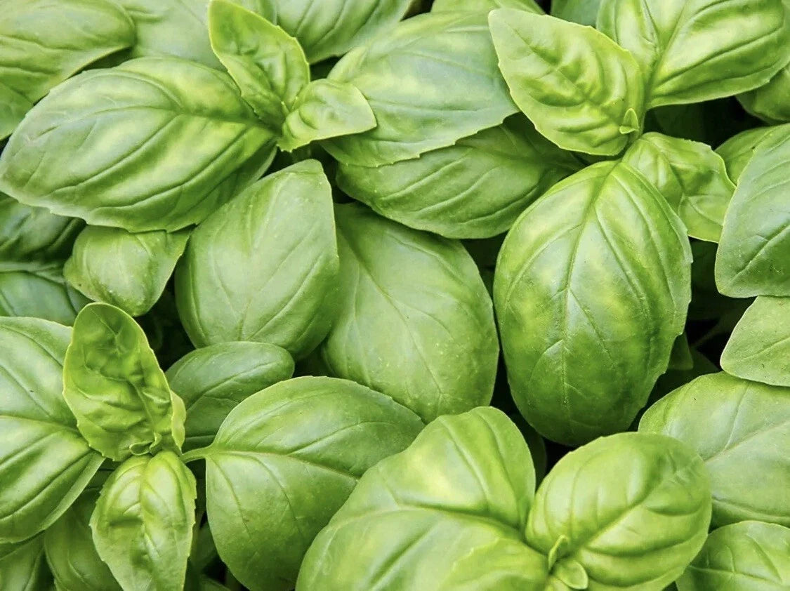 Italian Sweet Basil Seeds - Organic Non-GMO Herb Seeds for Edible Gardening, Ocimum basilicum, 100 Pack