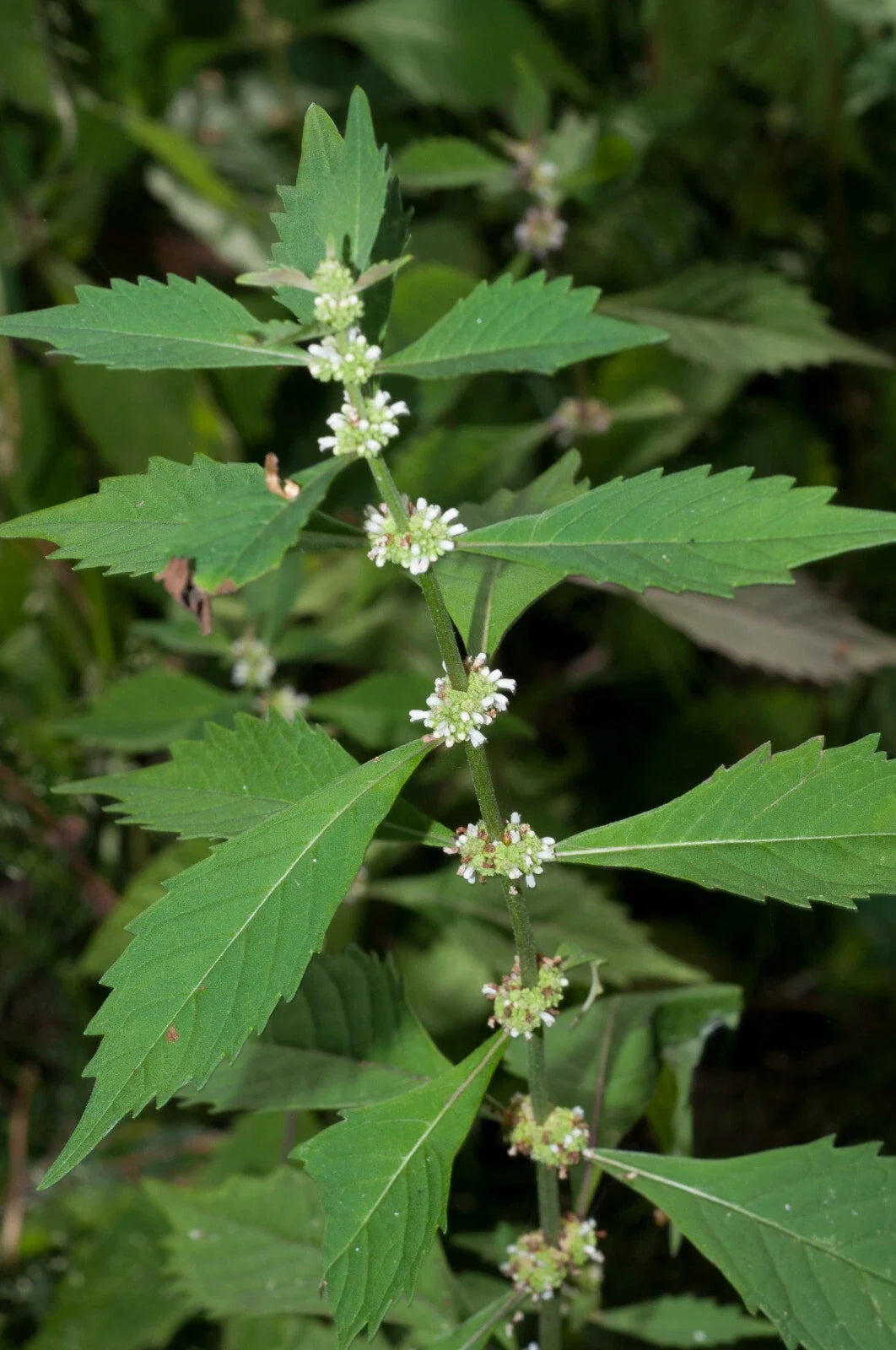 Lycopus americanus Seeds - 300+ American Bugleweed, Common Water Horehound, Perennial Plant for Wetlands & Gardens