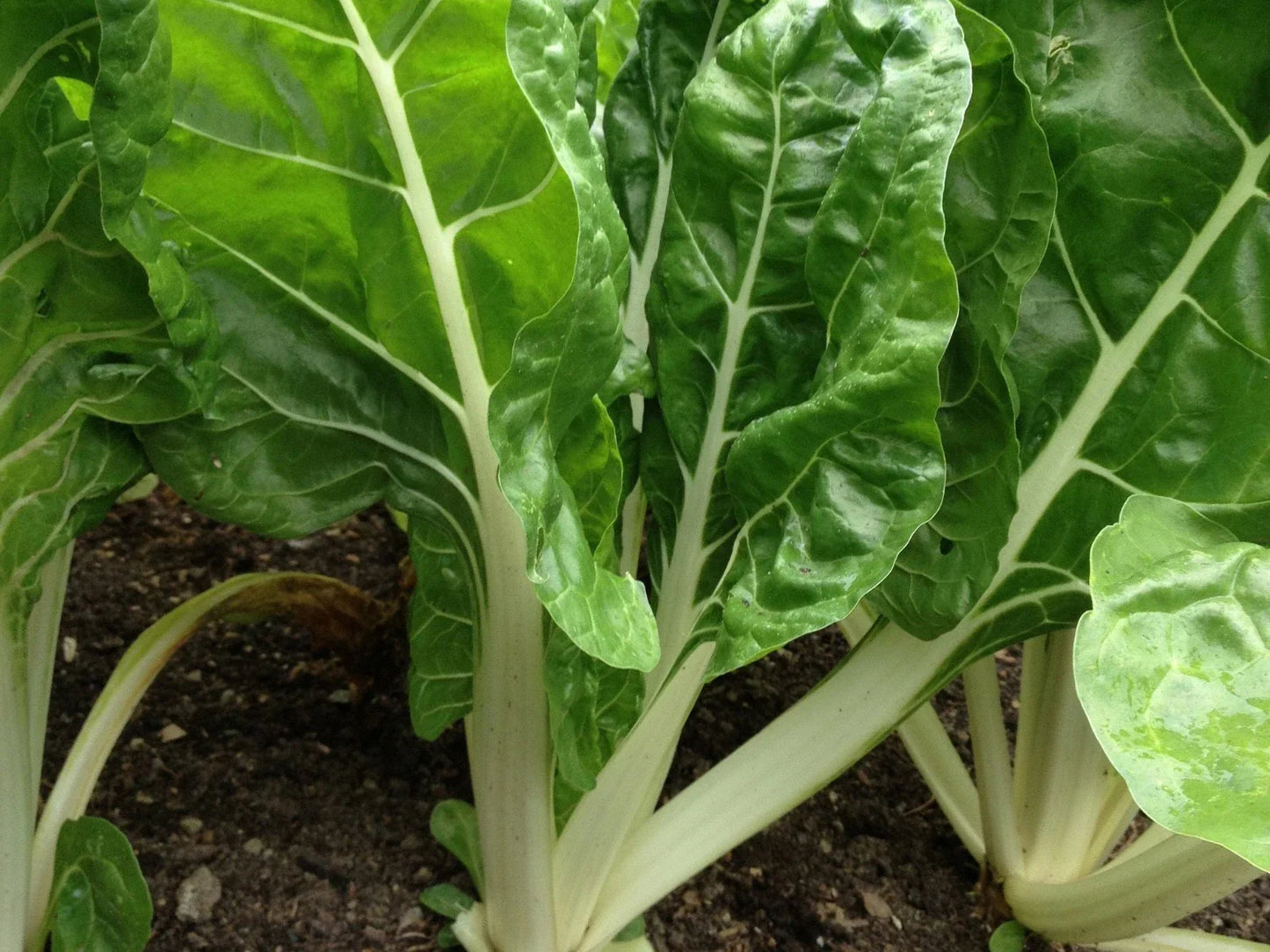 Fordhook Giant Swiss Chard Seeds - NON-GMO Heirloom Salad Greens