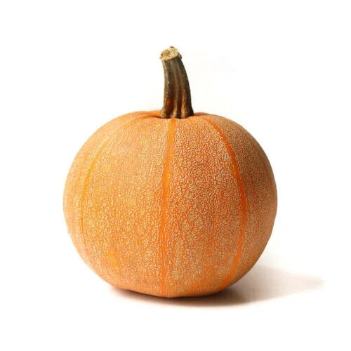 Winter Luxury Pumpkin Seeds Pack of 25+ Cucurbita pepo Non-GMO Heirloom for Garden Planting