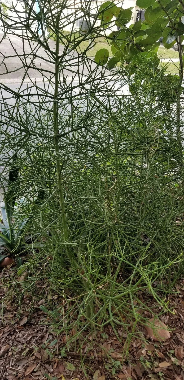 Euphorbia Tirucalli Cuttings - 10 Fire Stick Pencil Cactus Cuttings, 5 Inch Each, Easy Grow Succulent