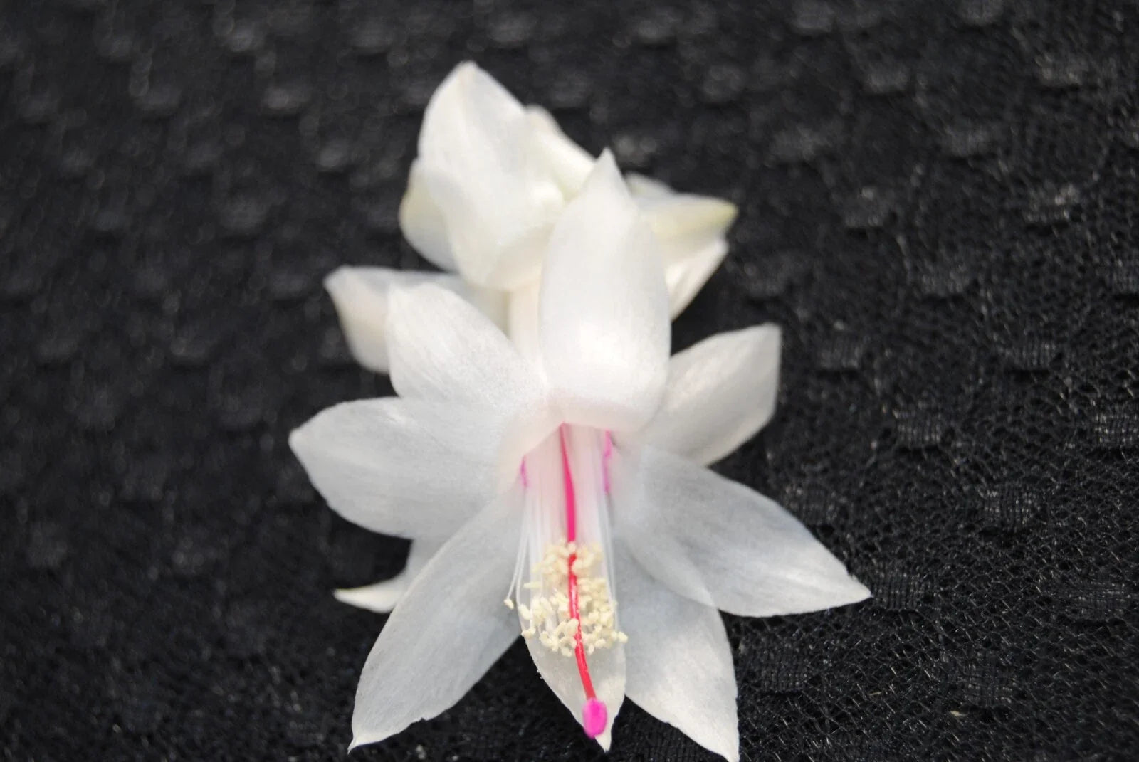 Christmas Cactus Starter Plant - Schlumbergera Truncata - Well Rooted Holiday Succulent for Indoor & Outdoor Decor