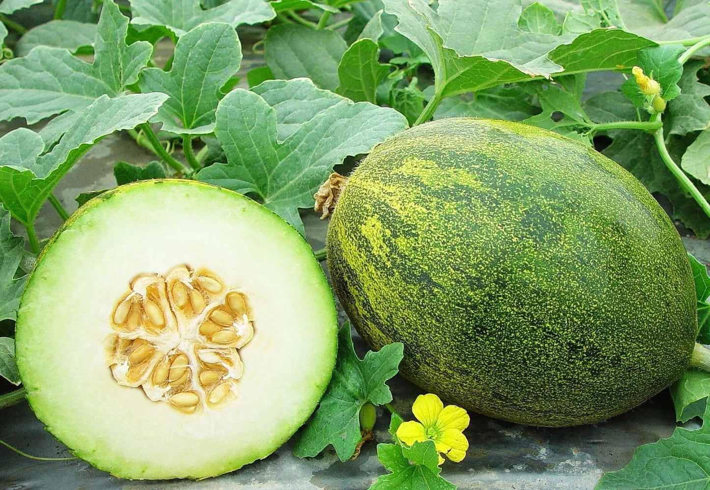 Coconut Melon Seeds - 10 Pack, Lambkin Melons, Cucumis melo, Vining Fruit Seeds for Garden Planting
