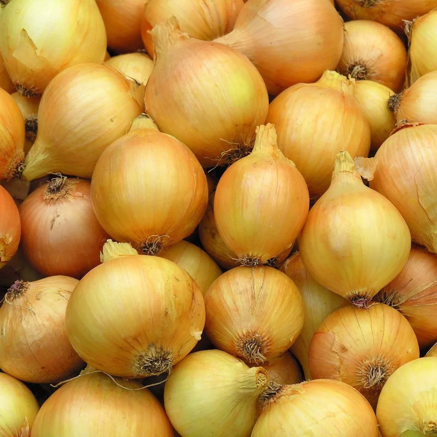 Yellow Sweet Onion Seeds - Heirloom Allium cepa - Non-GMO Organic Seeds for Home Gardening