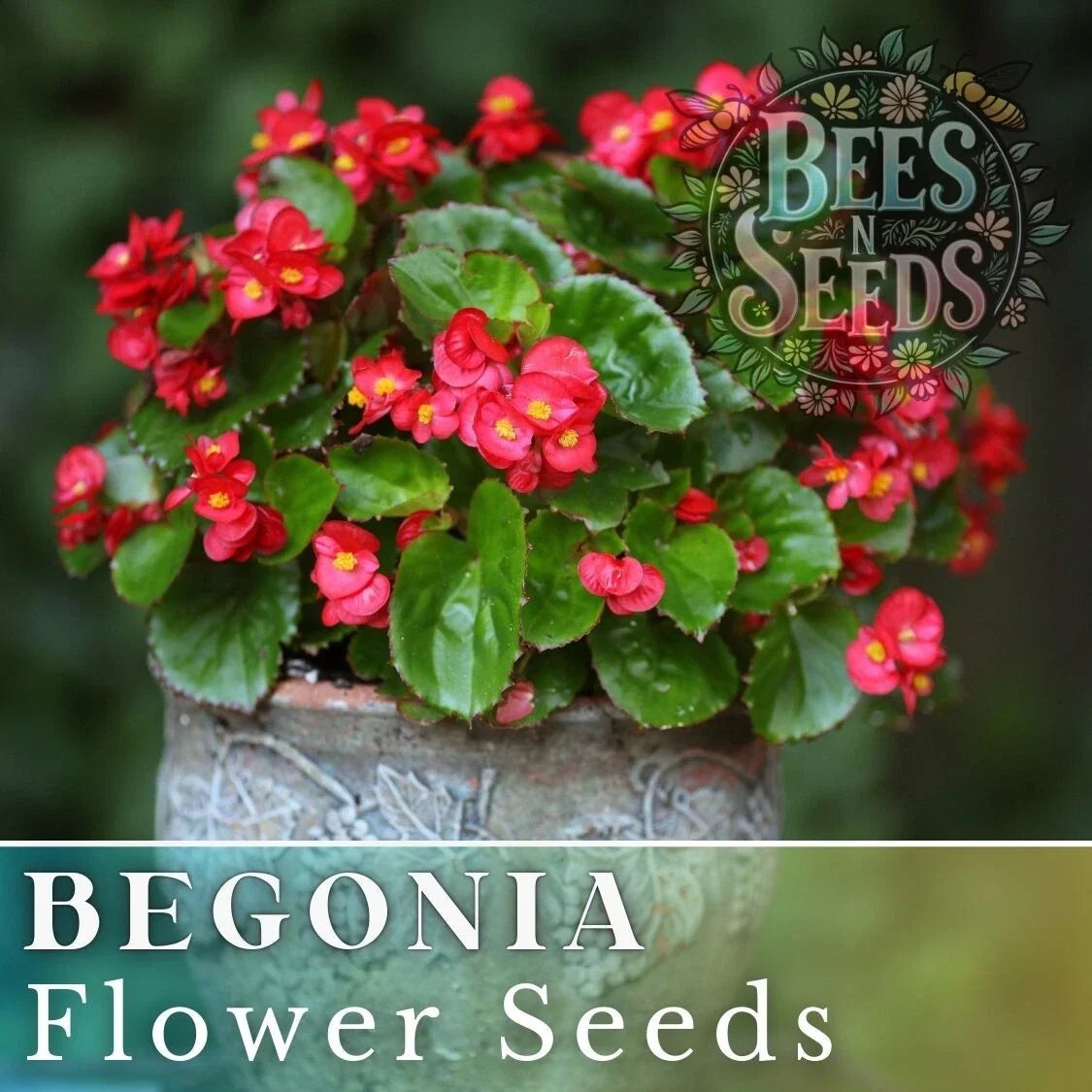 Rich Berry Begonia Seeds - Non-GMO Flower Seeds for Gardens, Containers, Borders - Begonia x tuberhybrida