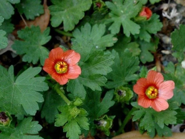 Carolina Bristle Mallow Seeds - Modiola caroliniana Native Wildflower, Drought-Tolerant, Pollinator Attracting, 10 Seeds