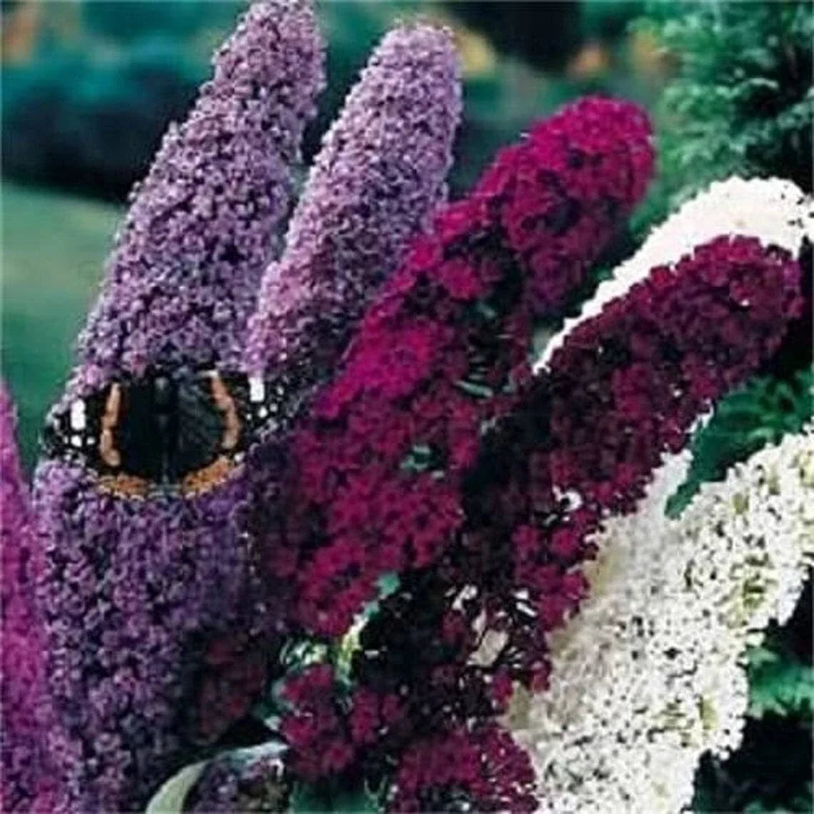 Mixed Colors Butterfly Bush Seeds - Buddleia Davidii Flower Shrub for Vibrant Garden Blooms, Pollinator Attractant, 150 Seeds