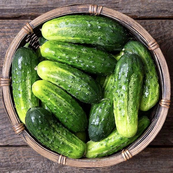 Arkansas Little Leaf Cucumber Seeds – Non-GMO Pickling Variety for Garden, Compact Bush, Cucumis sativus