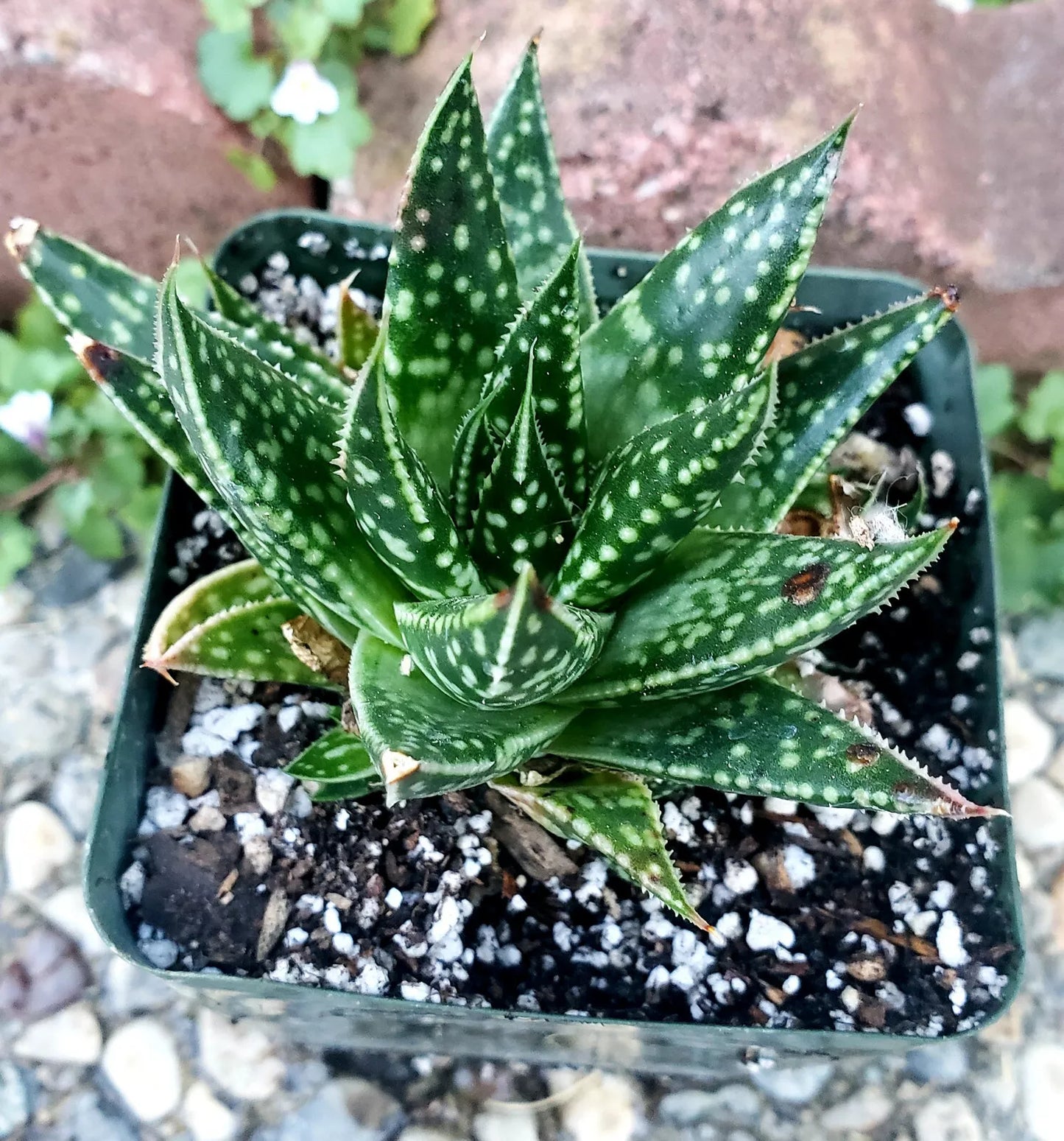 Rare Gasteraloe 'Spotty' 3" Potted Plant - Gasteria x Aloe Hybrid Succulent