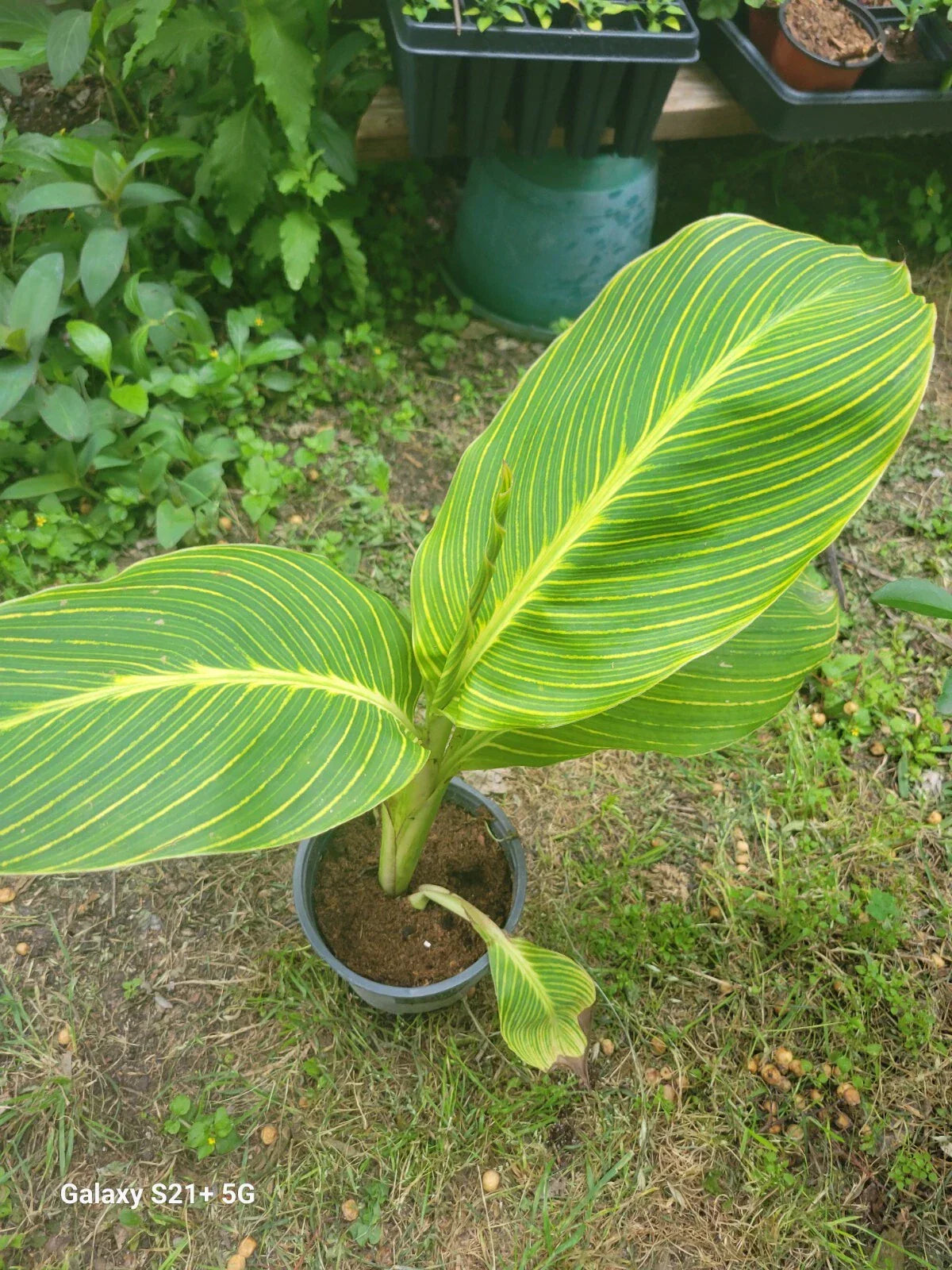 Tiger Stripe Canna Lily Plant - 1 Gallon Pot | Canna indica with Exotic Foliage