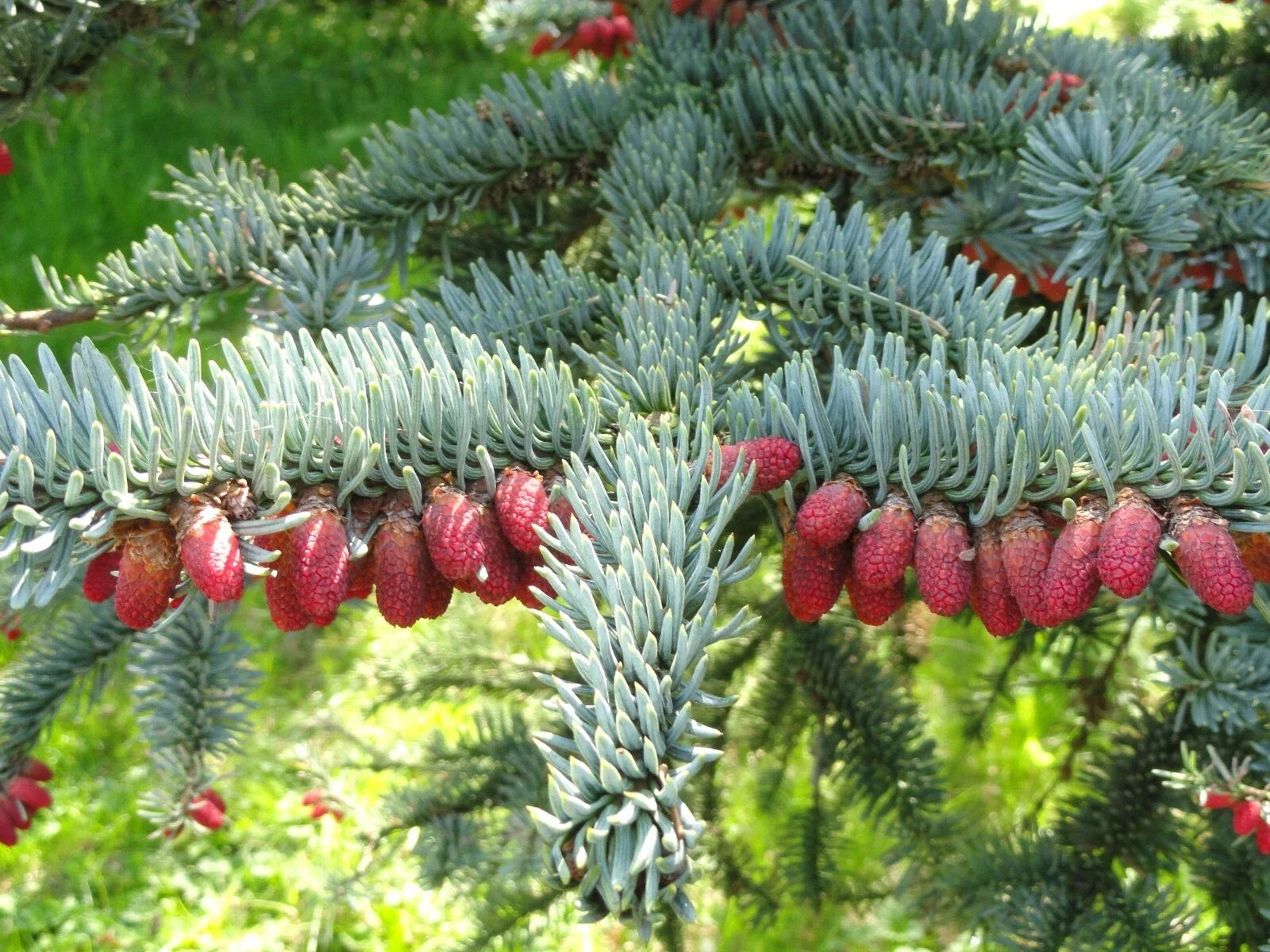 Noble Fir Seeds 10 Pack | Abies procera Evergreen Tree Seeds for Reforestation & Landscaping