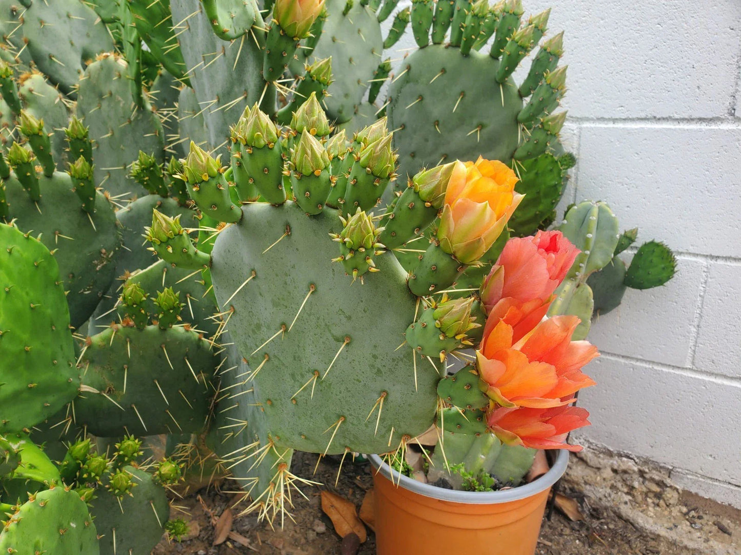 Cactus Cuttings - Succulent Variety - Opuntia spp. Propagation Plant for Indoor & Outdoor Gardens