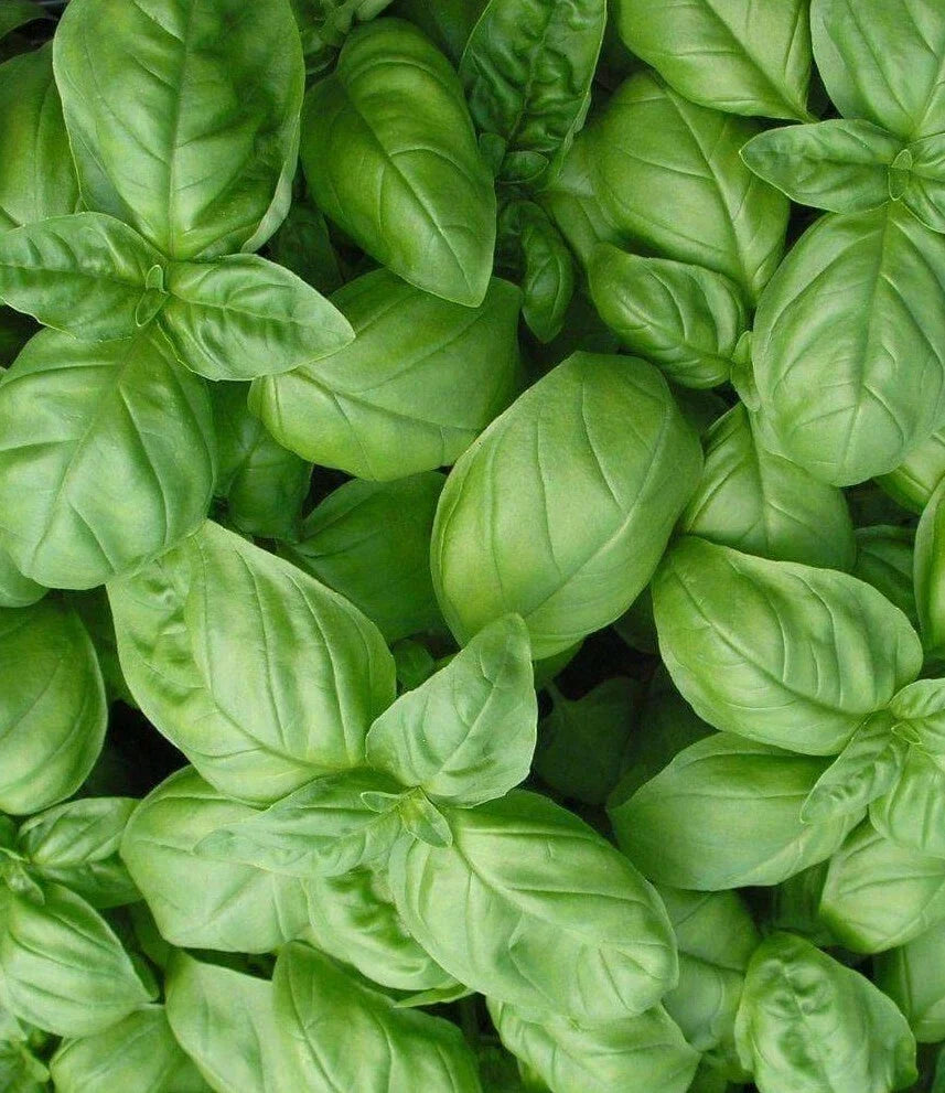 Sweet Basil Seeds - Genovese Variety, Culinary Herb, Ocimum basilicum, 300+ Seeds for Home Gardening