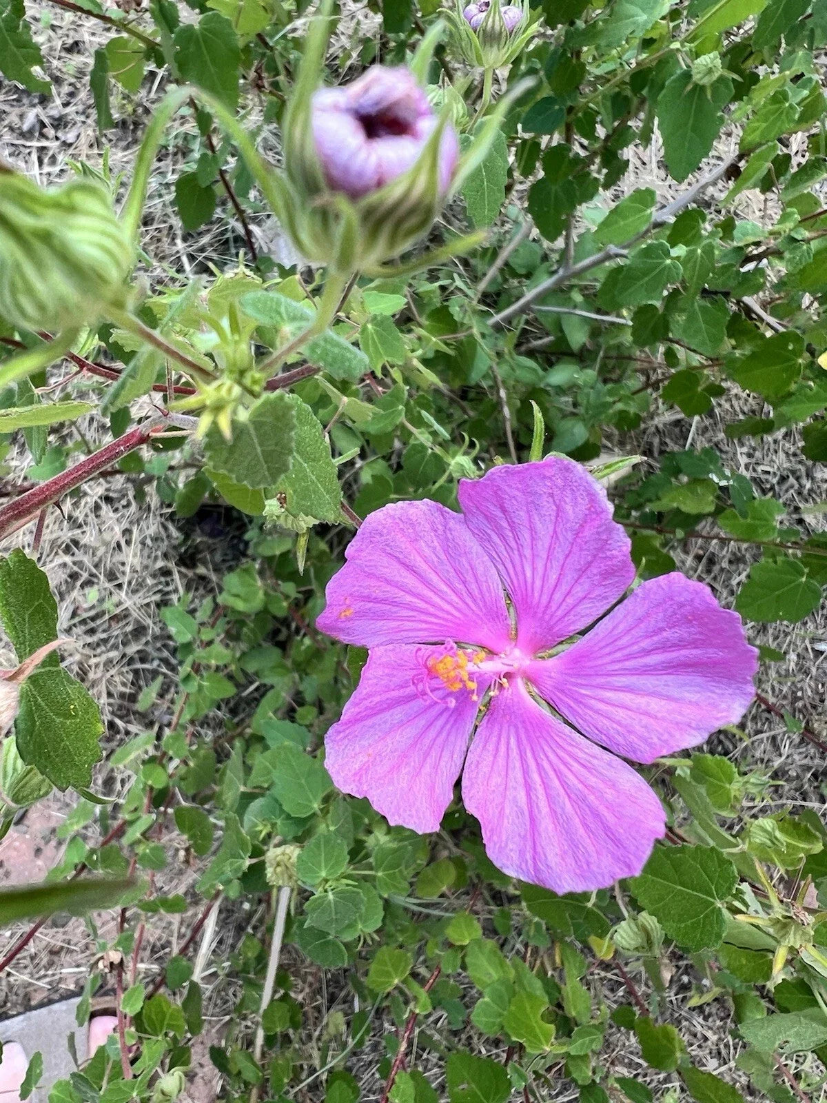 Pink Desert Rock Rose Seeds - 15 Count, Pavonia lasiopetala, Texas Native Perennial Flowers for Xeriscaping, Drought Tolerant, Butterfly Attracting